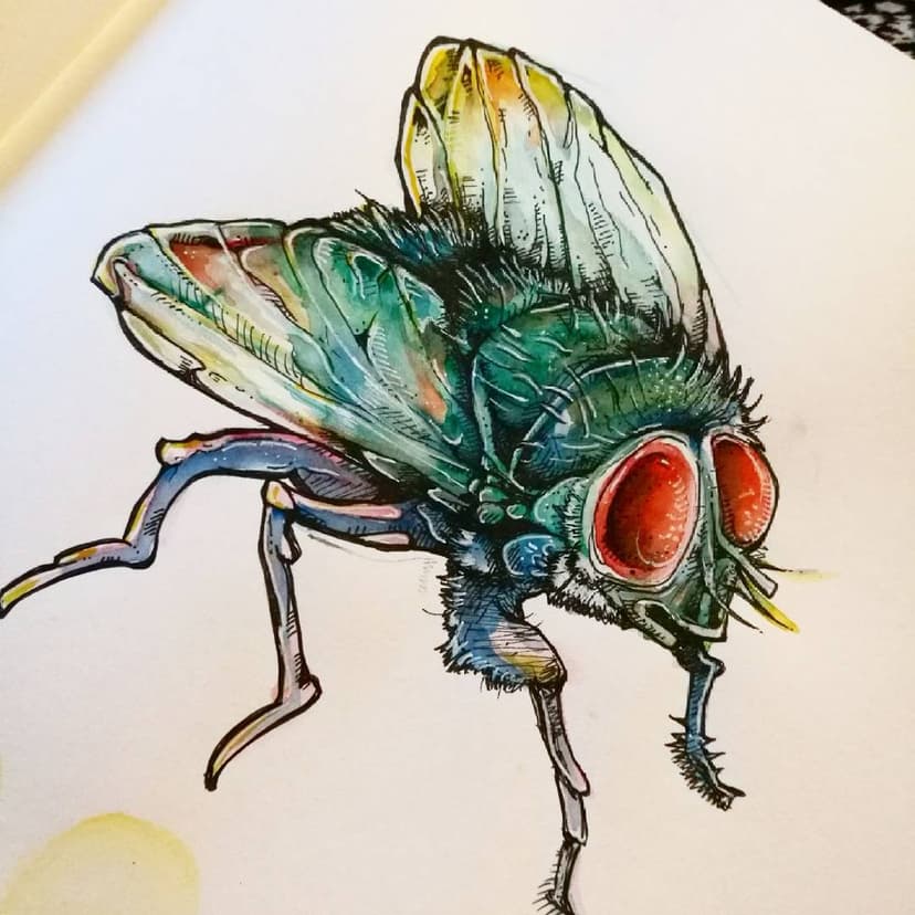 A mixed-media drawing of a fly